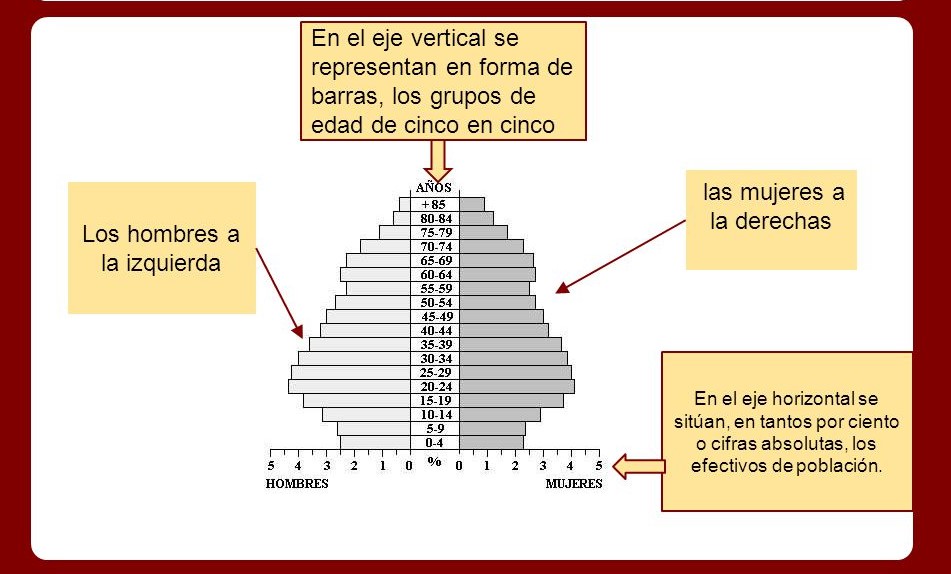 Partes De Una Piramide De Poblacion