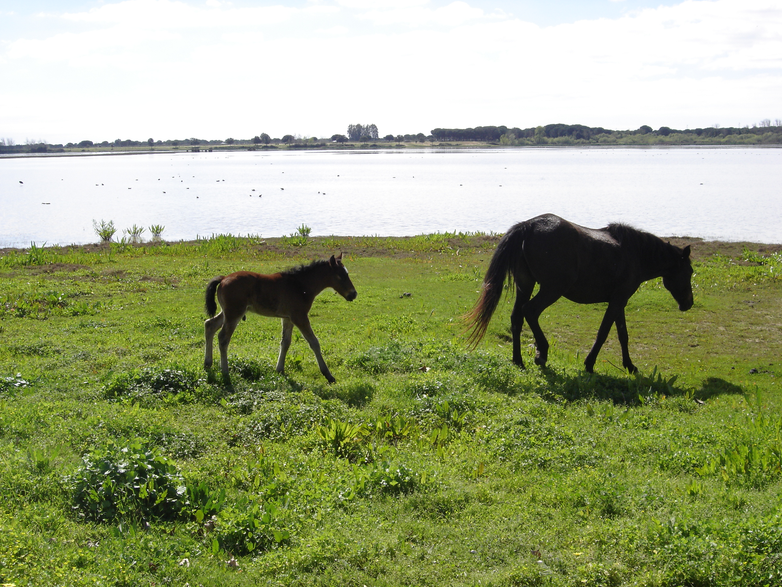 caballos Roco