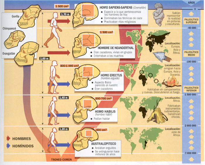 Evolucin humana