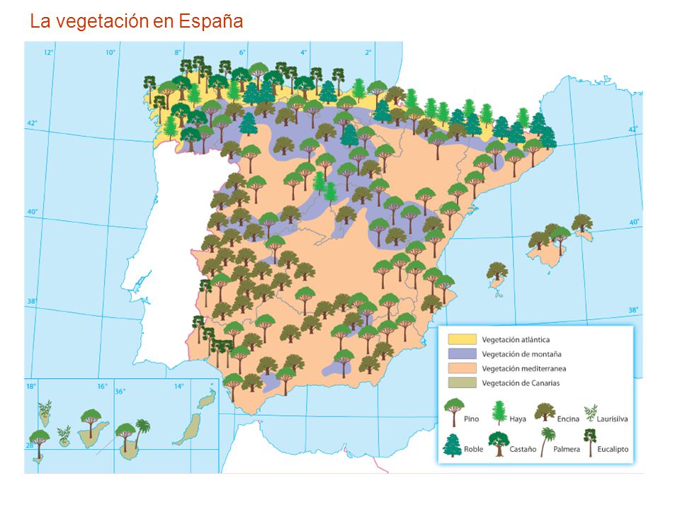 Vegetacin Espaa