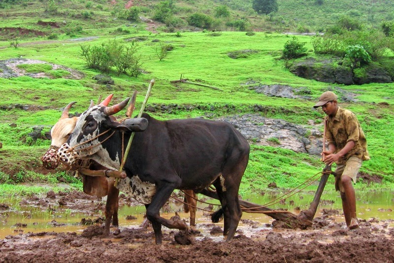 Agricultura subsistencia