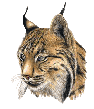 Lince